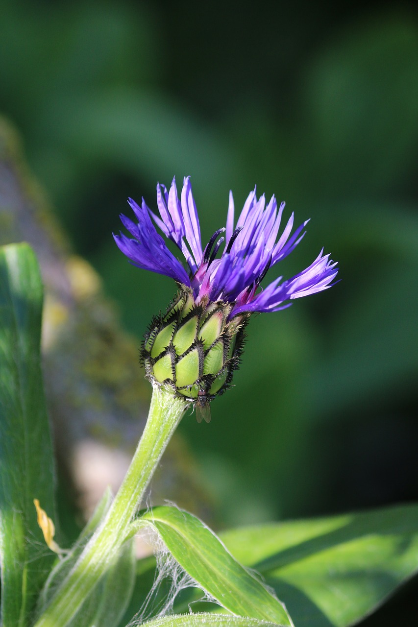 knapweed  blue flower  wild flower free photo