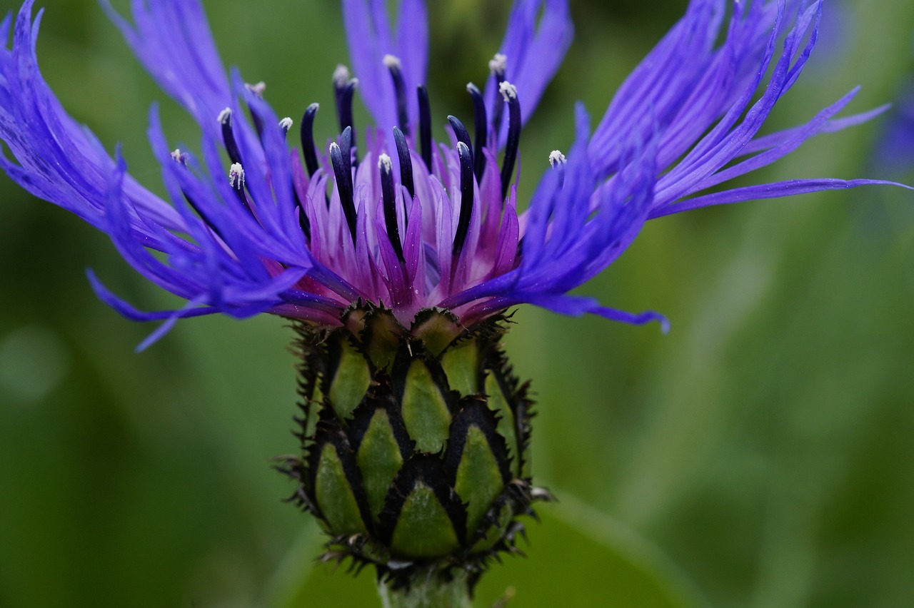 knapweed  blue blossom  plant free photo