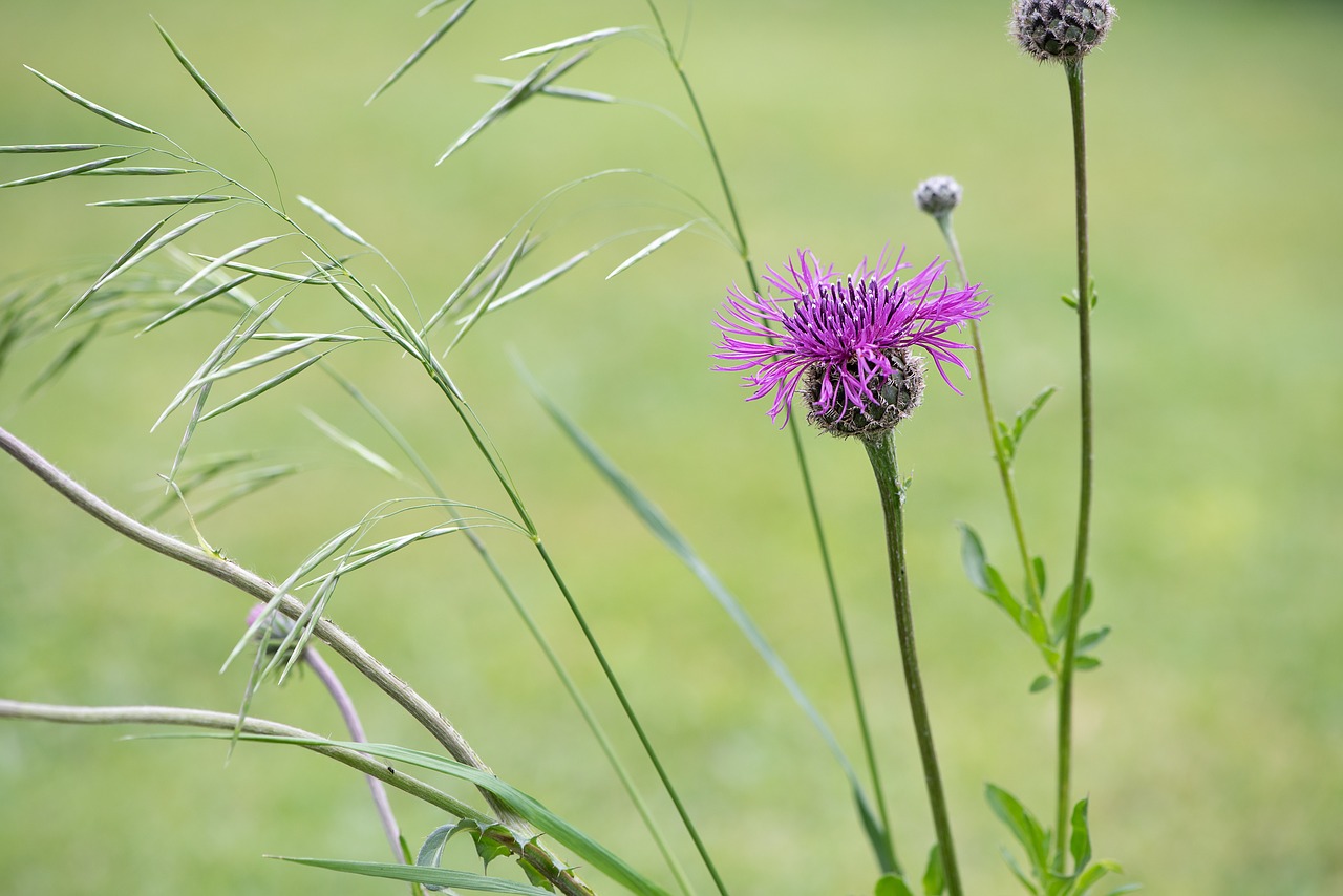 knapweed  flower  pink free photo