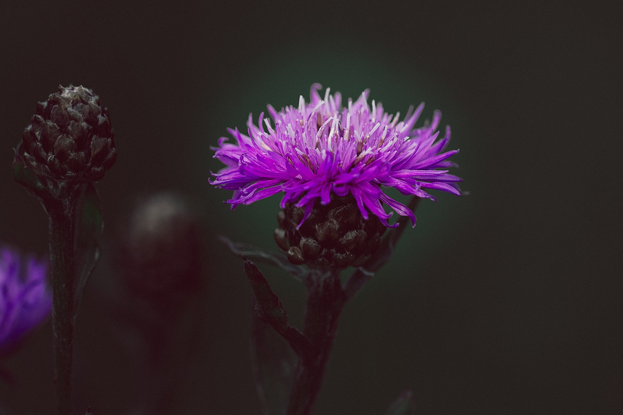 knapweed  purple  flower free photo