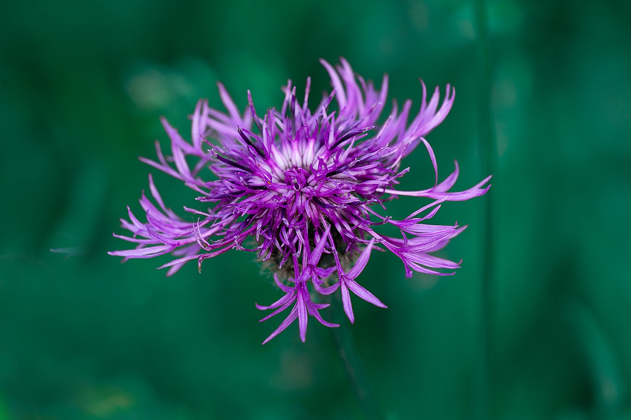 knapweed  purple  purple flower free photo