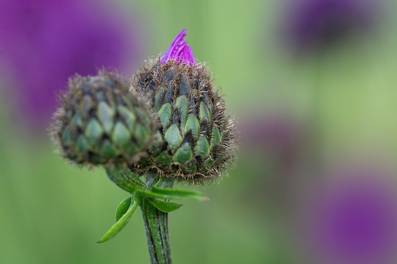 knapweed  bud  close up free photo