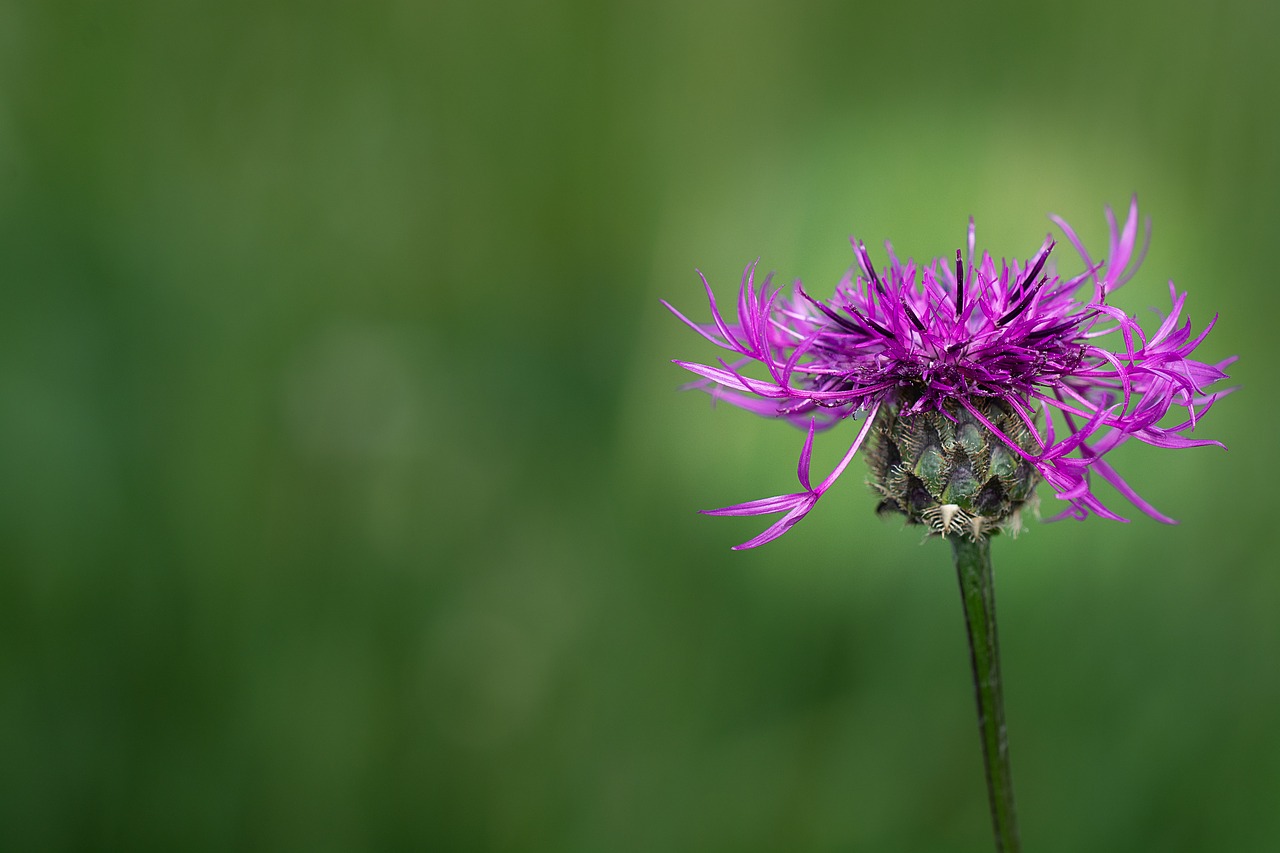 knapweed  purple  purple flower free photo