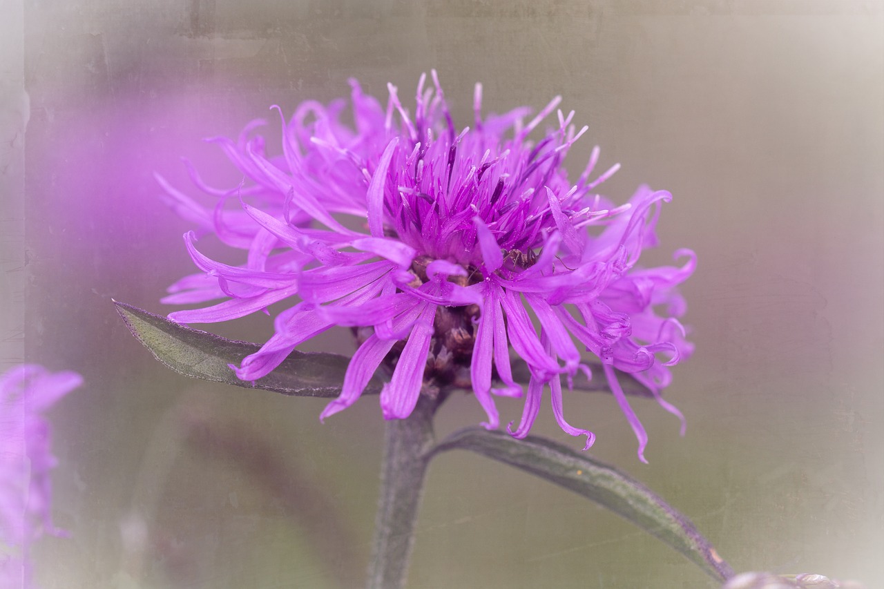 knapweed  purple  purple flower free photo