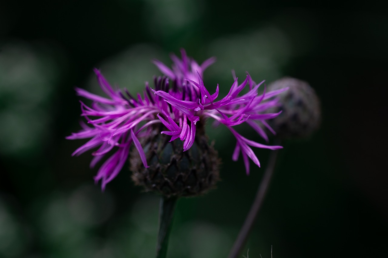 knapweed  purple  purple knapweed free photo