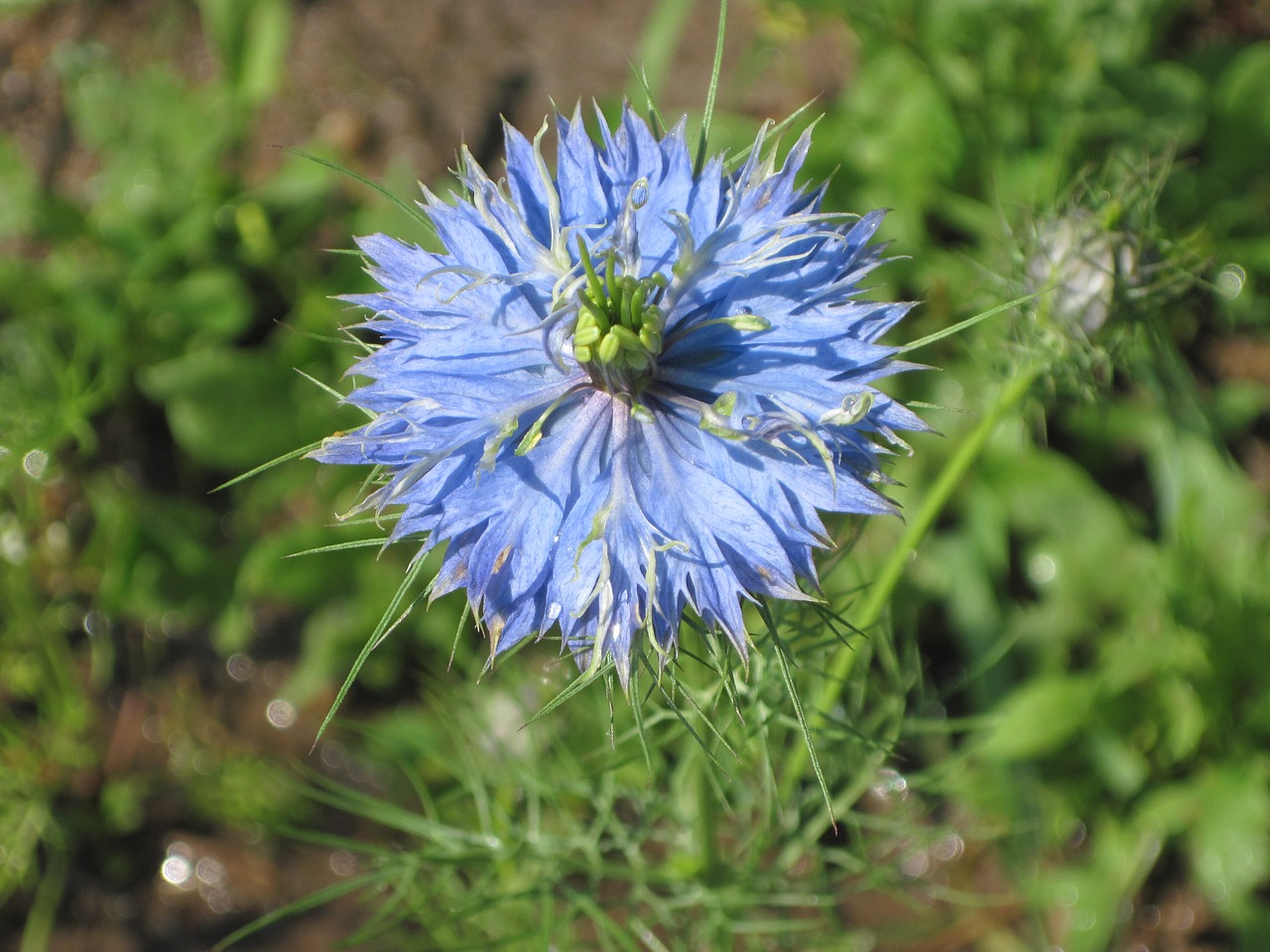 knapweed  blue  flower free photo