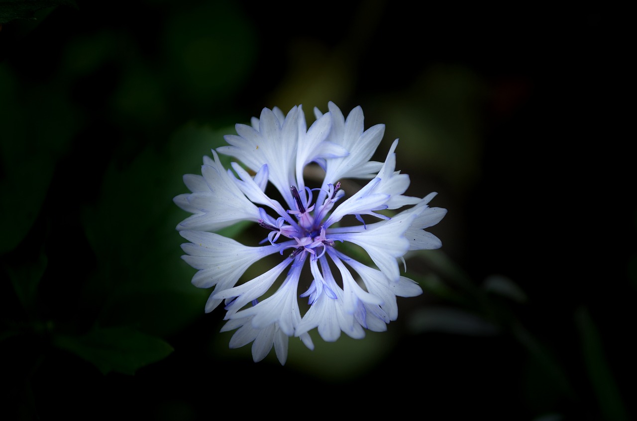 knapweed  flower  cornflowers free photo