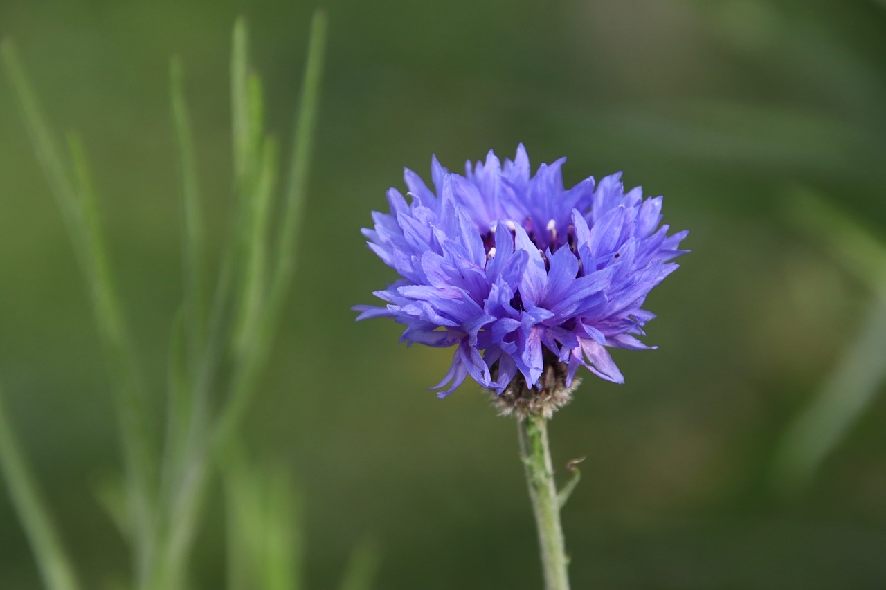 knapweed  blue flower  plants free photo