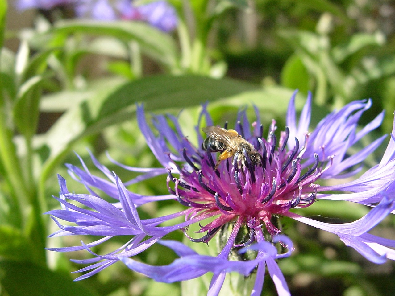 knapweed bee insect free photo