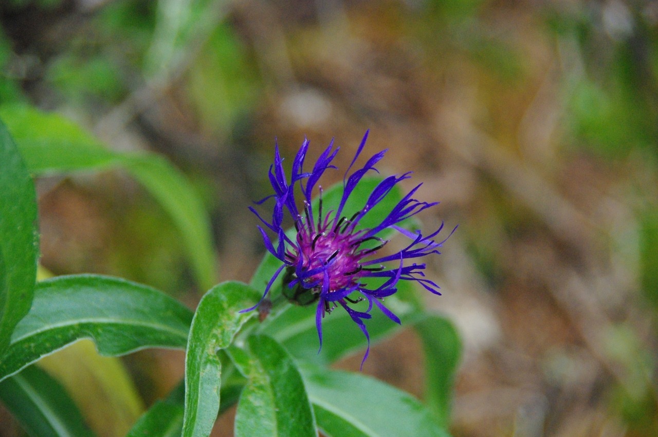 knapweed mountains alps flower free photo