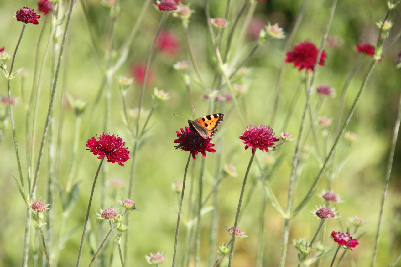 knautzie flower meadow butterfly free photo