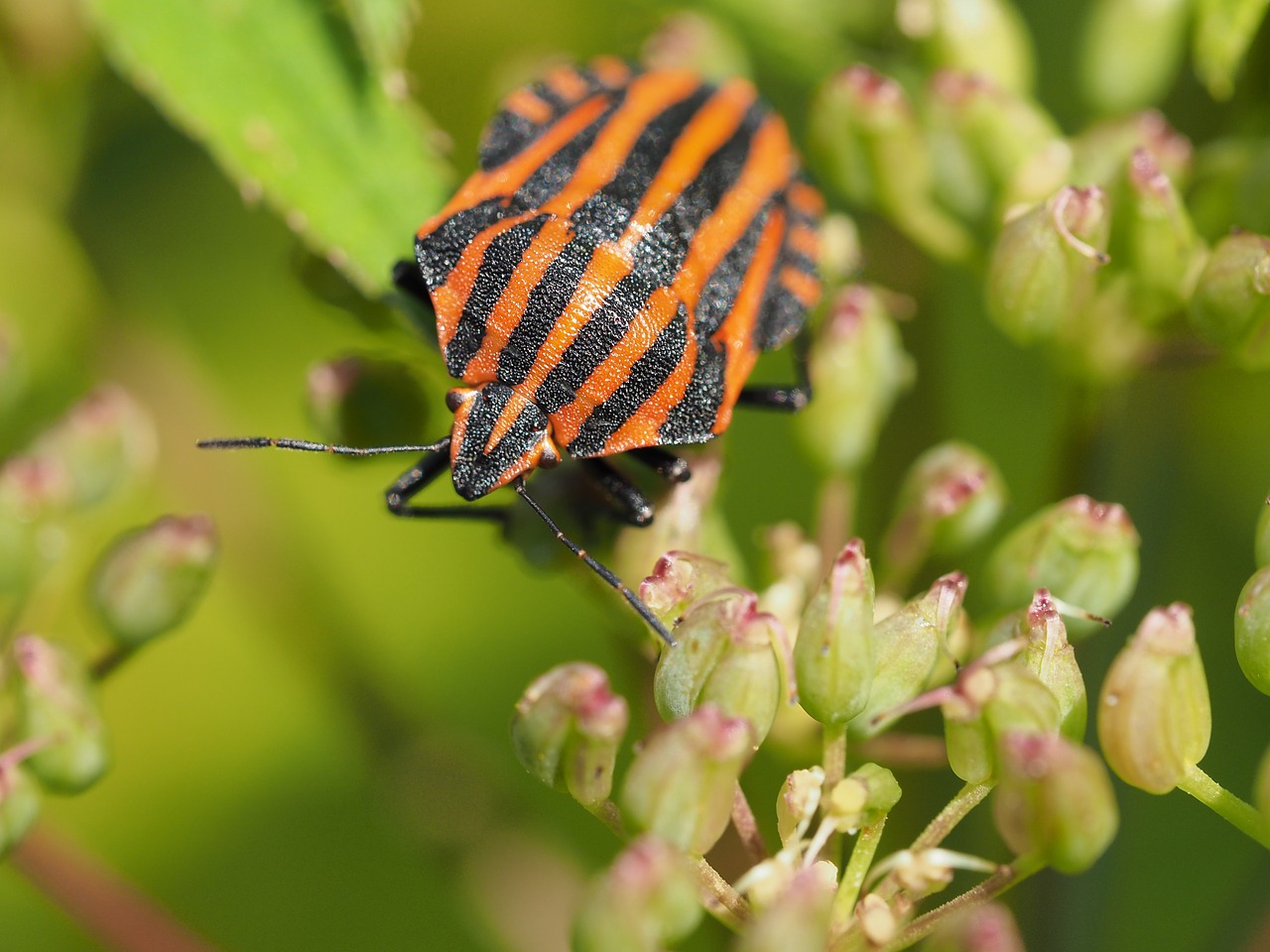 kněžice pásovaná bug macro free photo