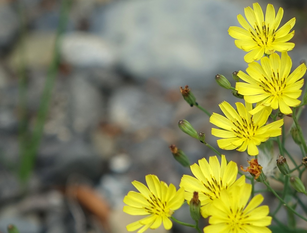 knife heel grass compositae herb free photo