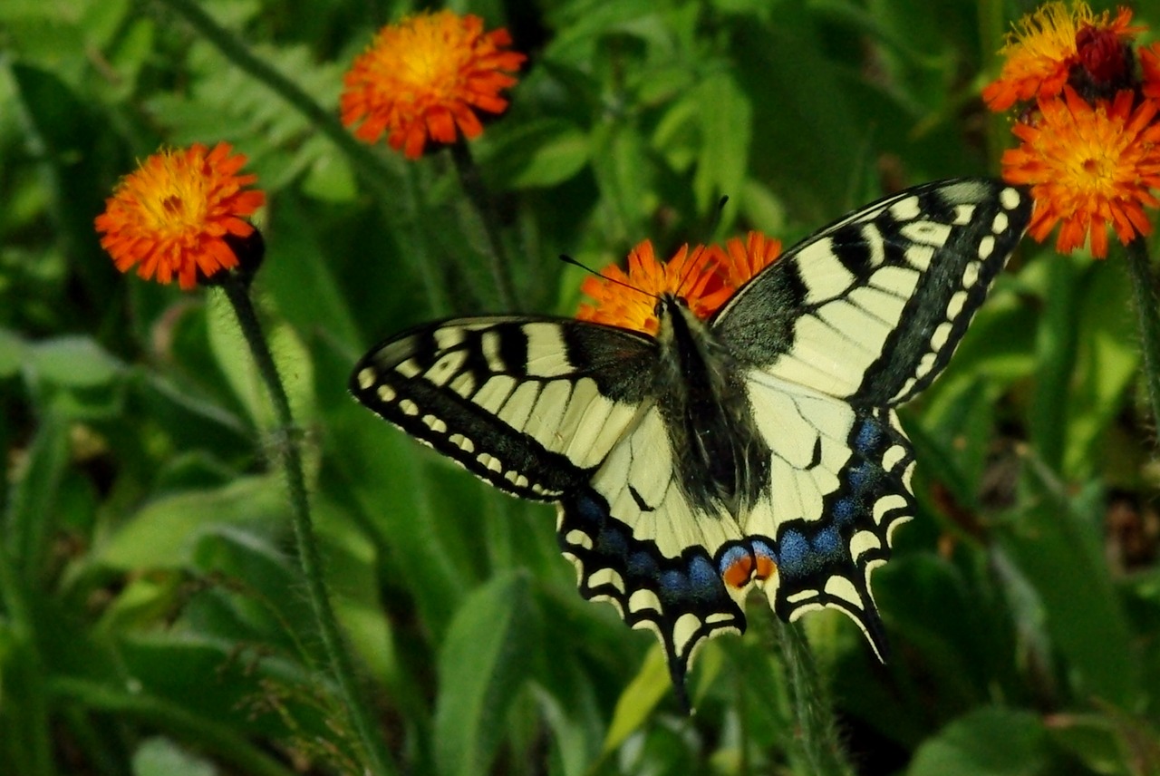 knight butterfly flowers summer free photo