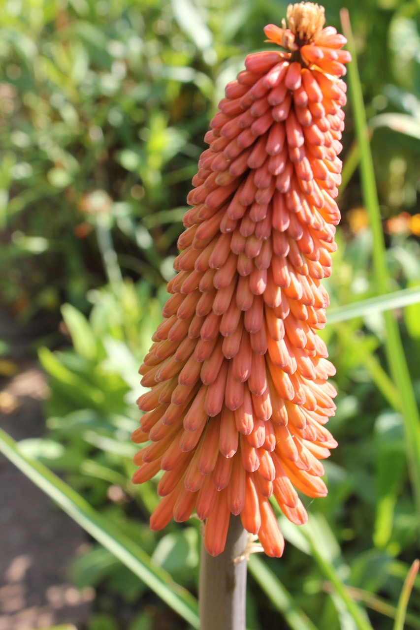 kniphofia red hot poker flower free photo