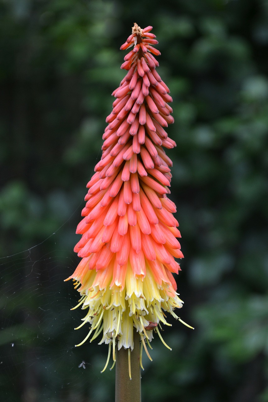 kniphofia red-hot polka tritoma free photo