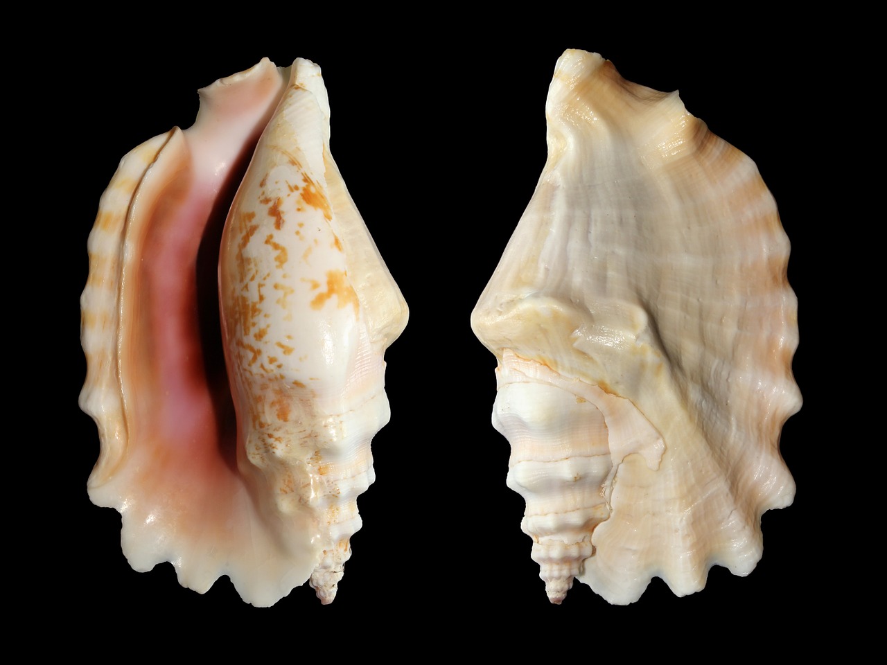 knobbed conch snail shell free photo