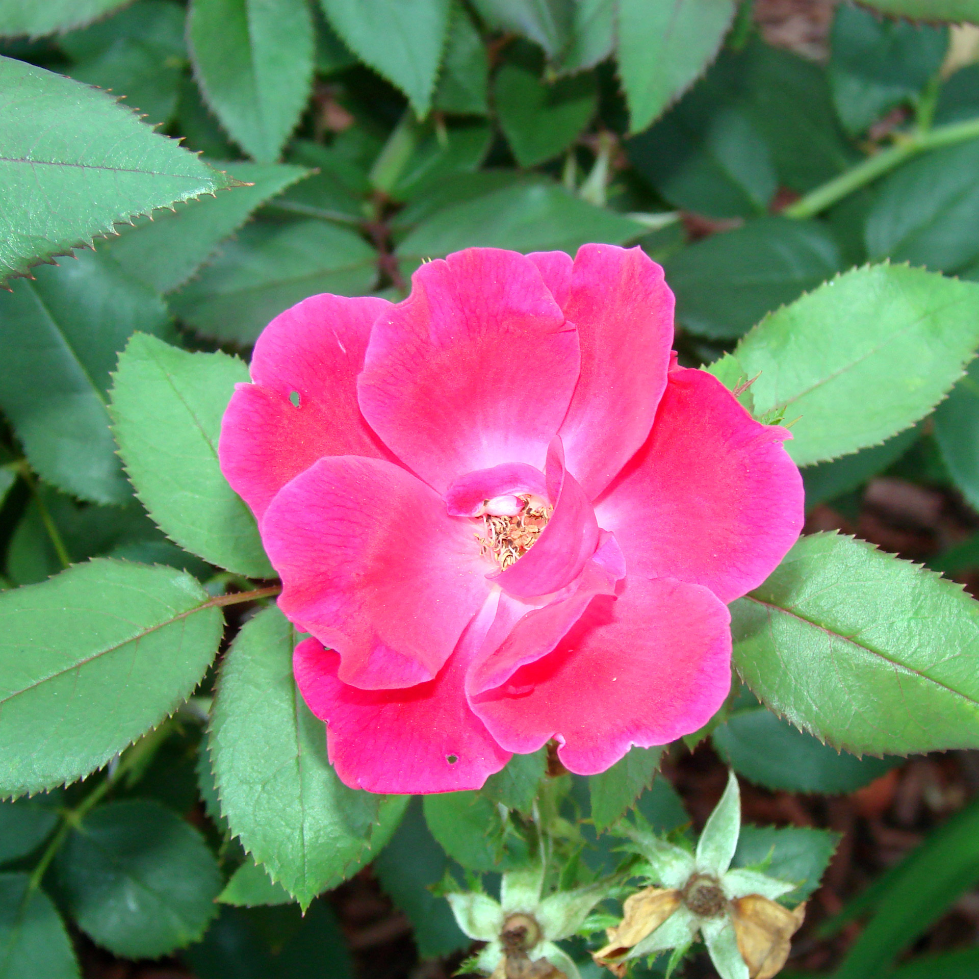 single pink knockout rose free photo