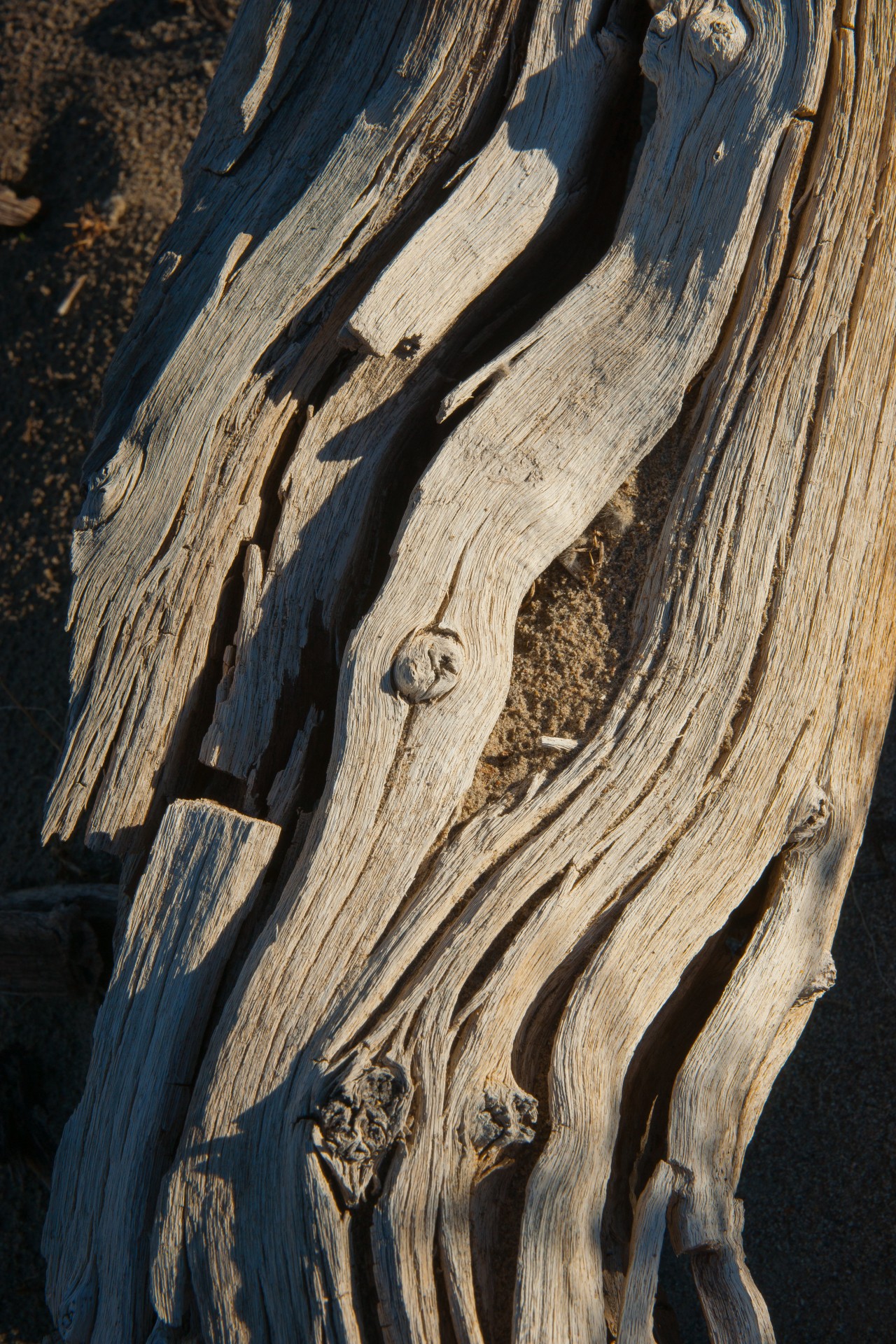 california dead desert free photo