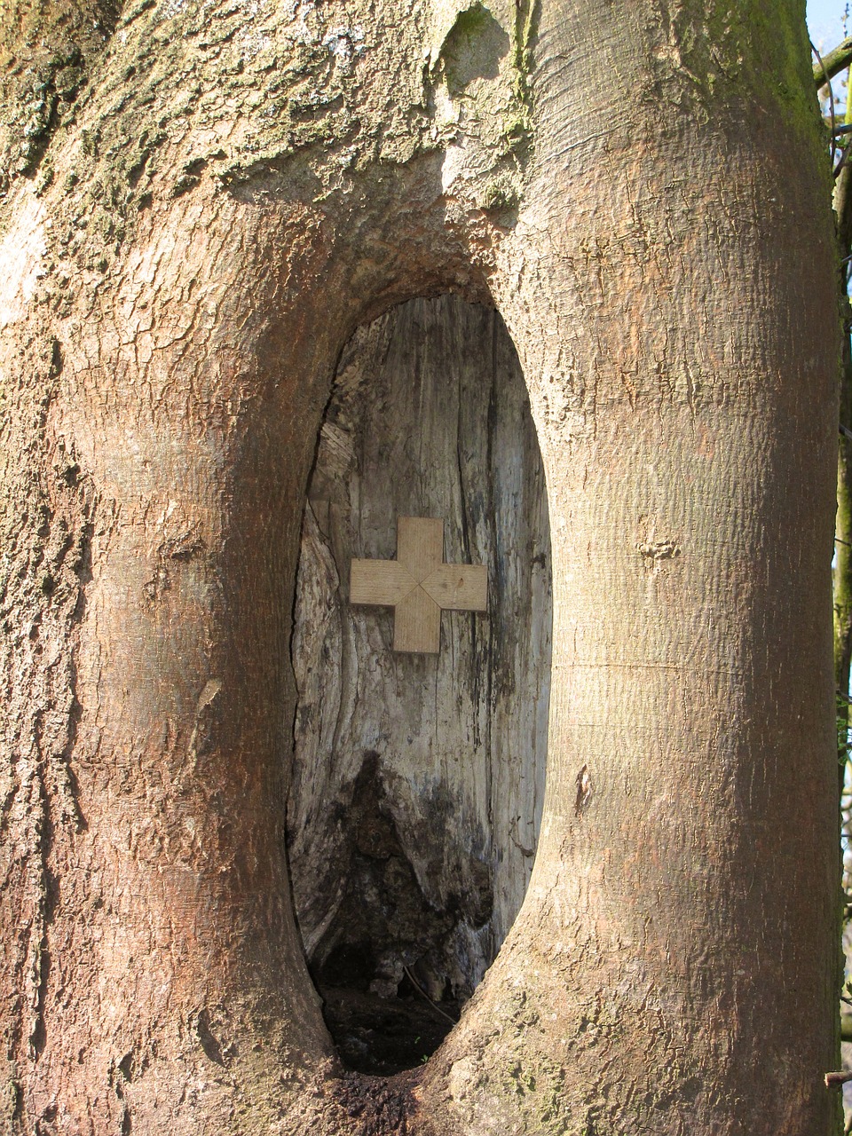 knothole tree scar free photo