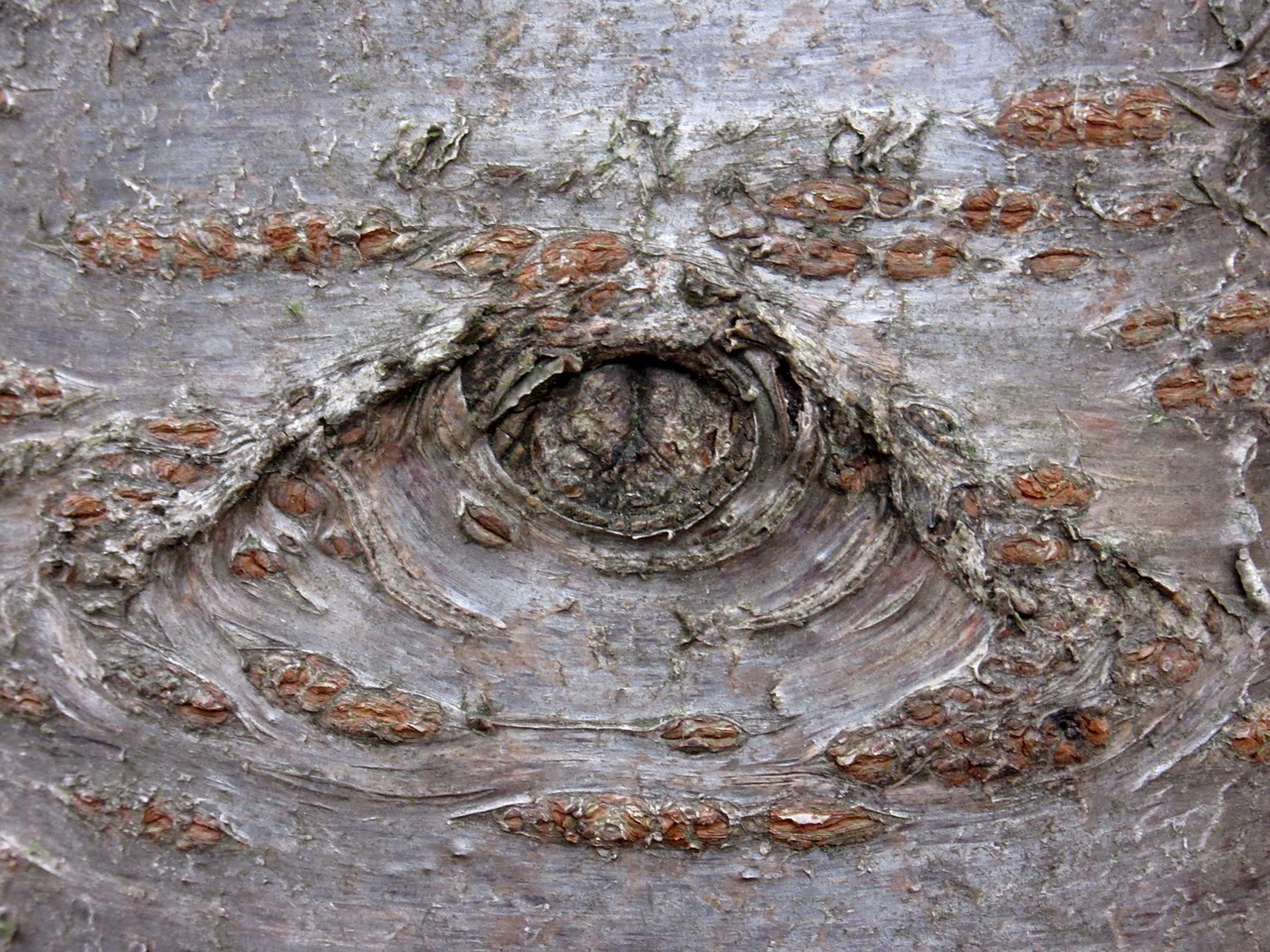 knothole bark cherry free photo