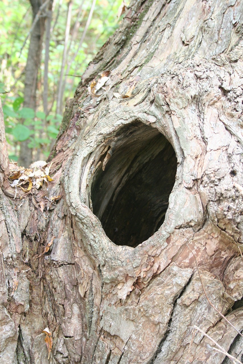 knothole hole tree free photo