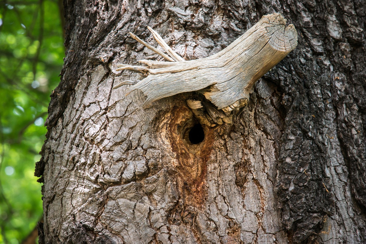 knothole nest nesting place free photo