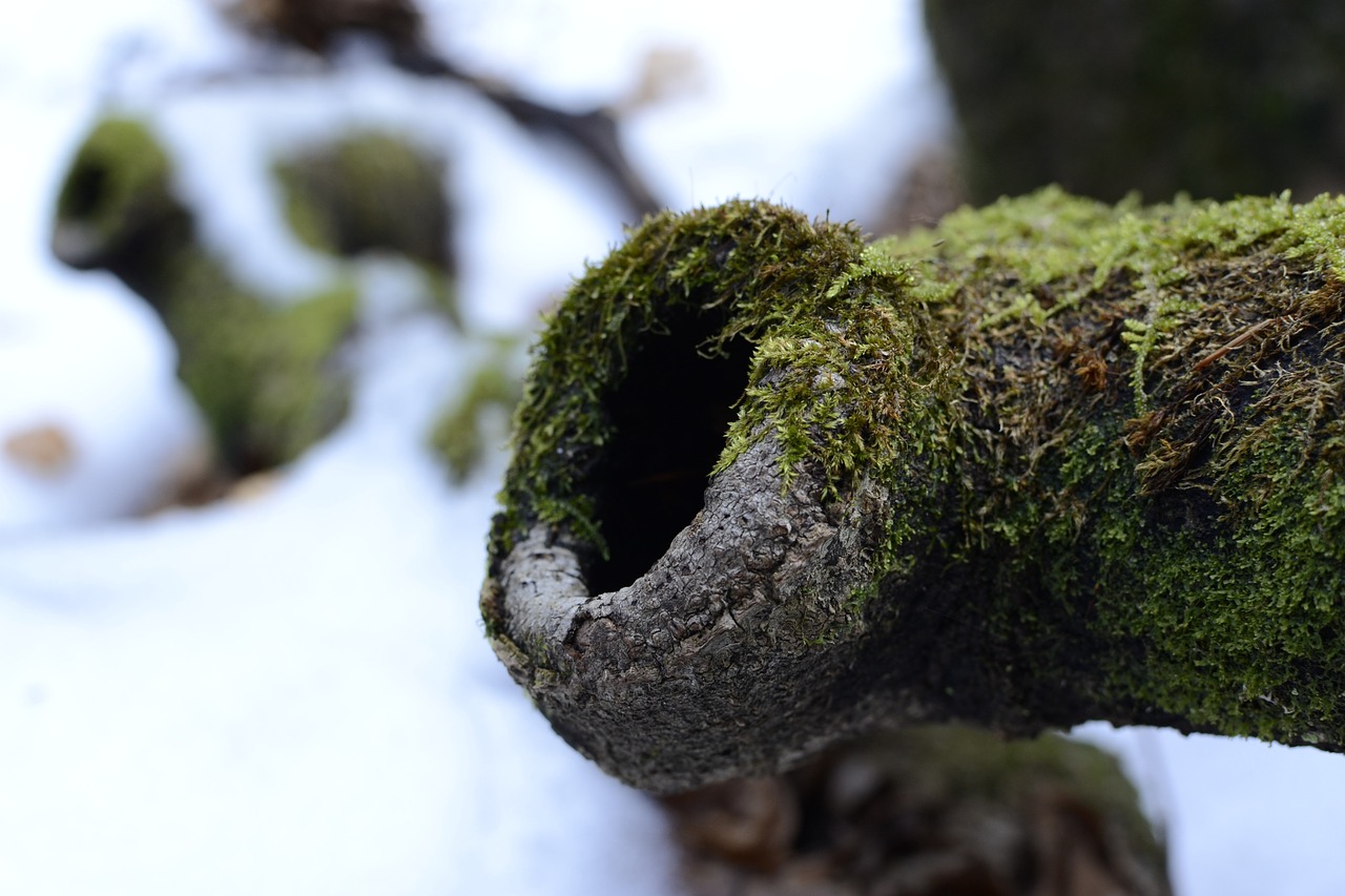 knothole moss vermordert free photo