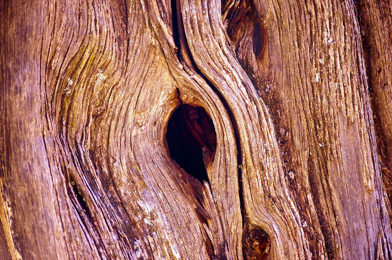 knothole in utah juniper  juniper  wood free photo
