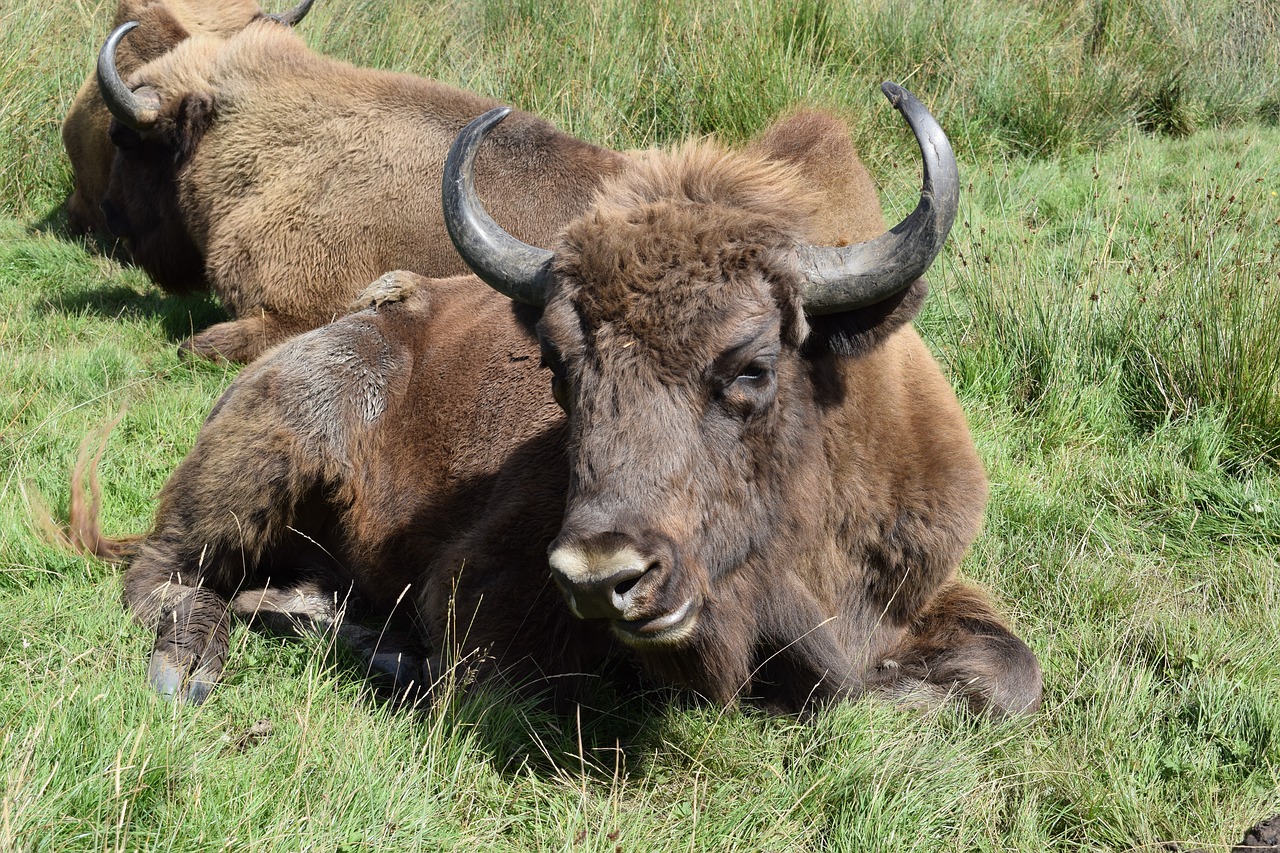 buffalo knowsley safari park animal free photo