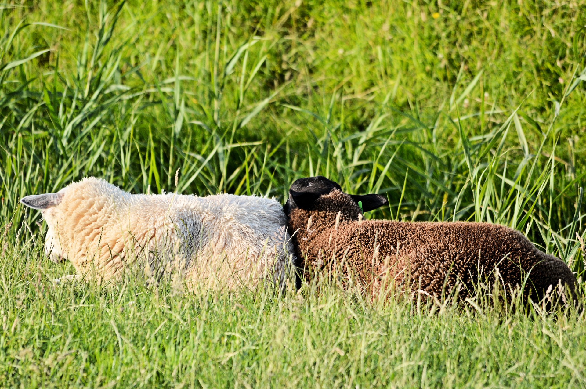 sheep farm nature free photo