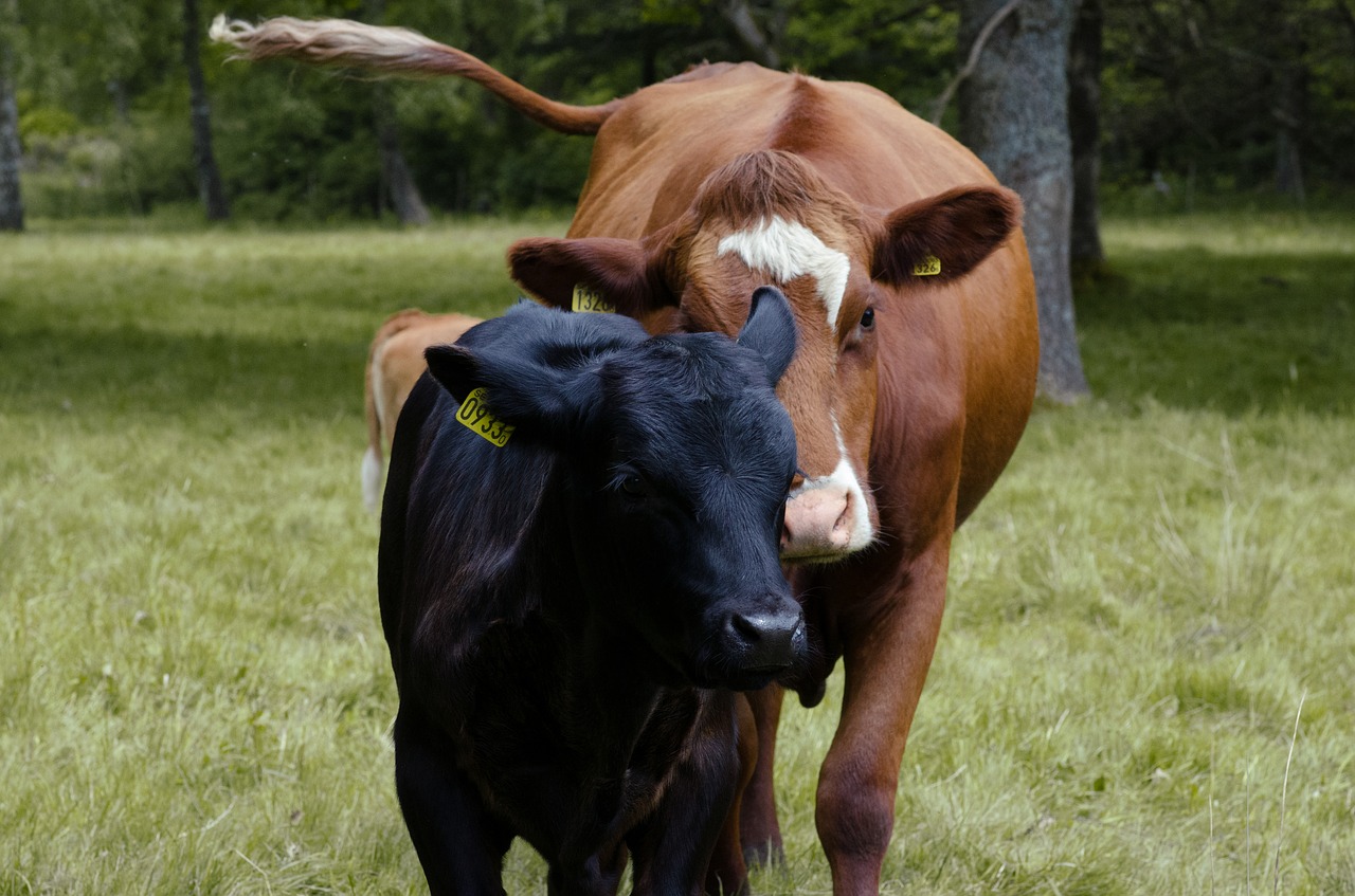 ko calf cow free photo