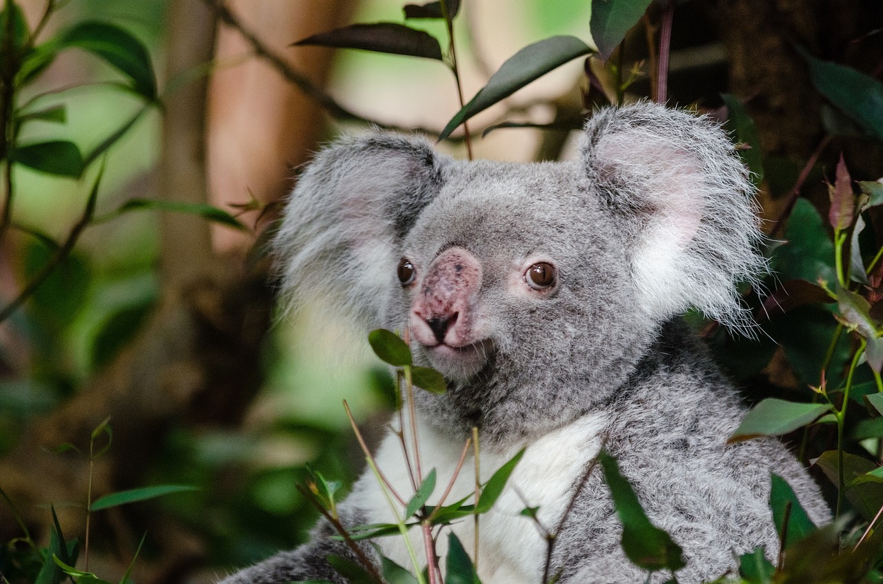 koala bear tree free photo