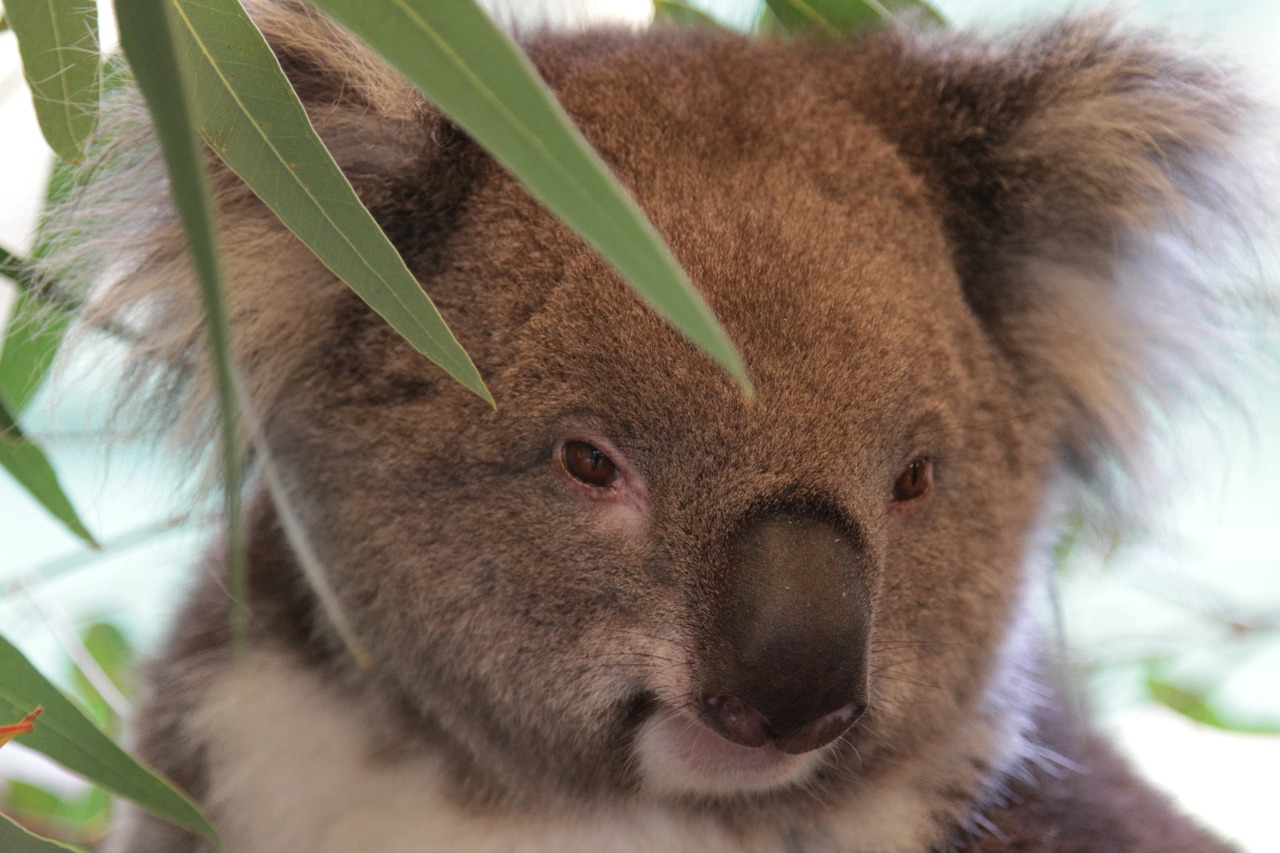 koala australia aussie free photo
