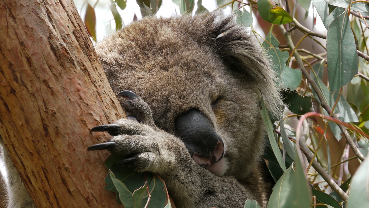 koala sleep australia free photo