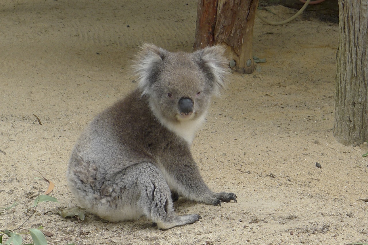 koala perth australia free photo