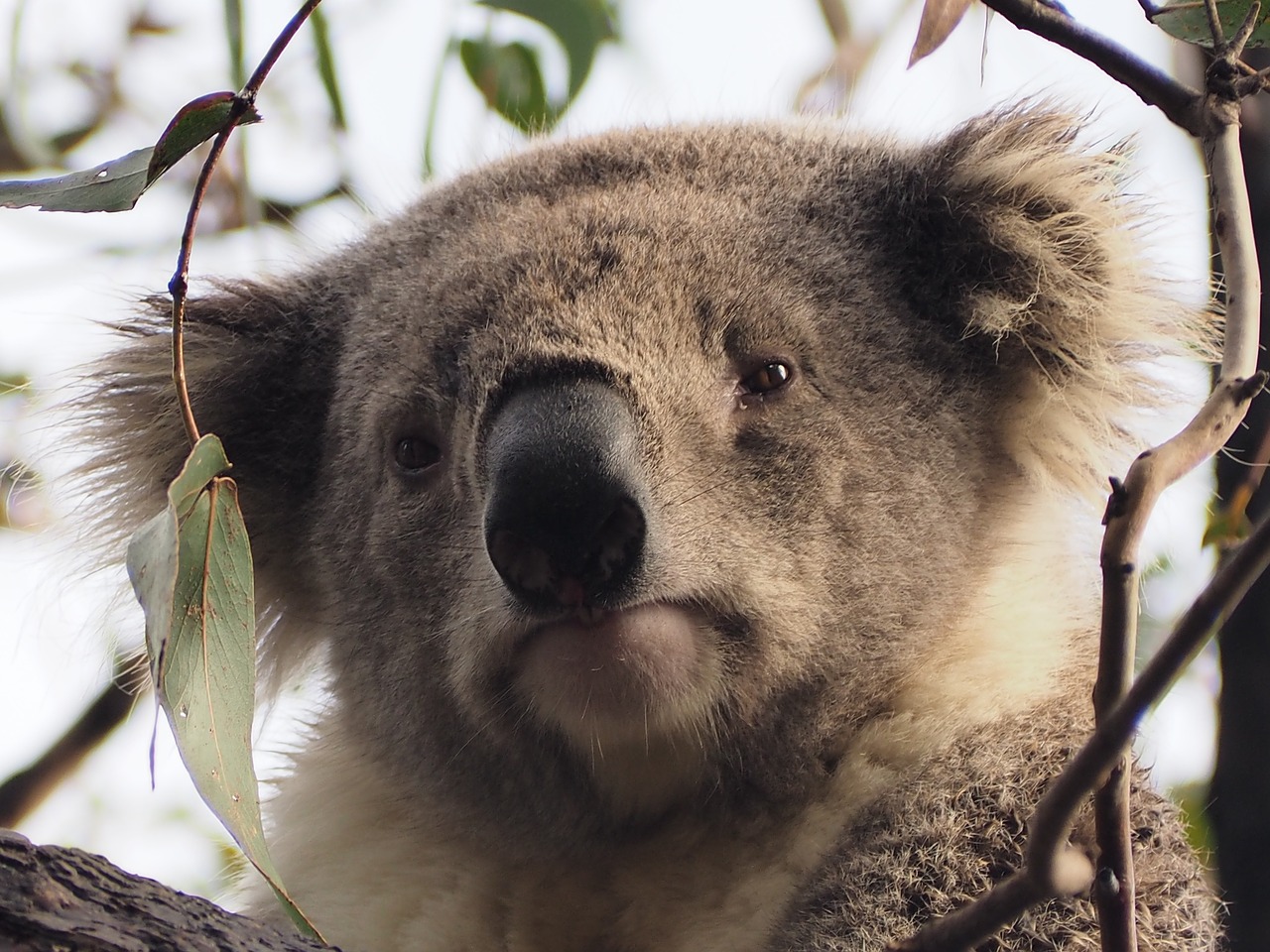 koala raymond island tree free photo