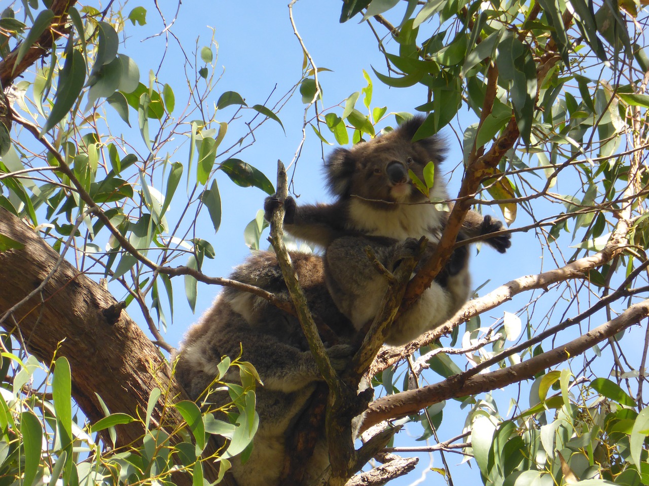 fressender Koala im Eukalyptusbaum Koala and Gumtree Postkarte aus Australien 