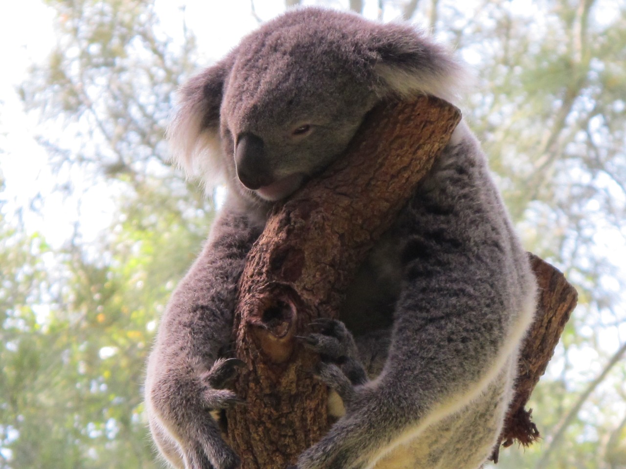 koala koala bear cuddly animal free photo