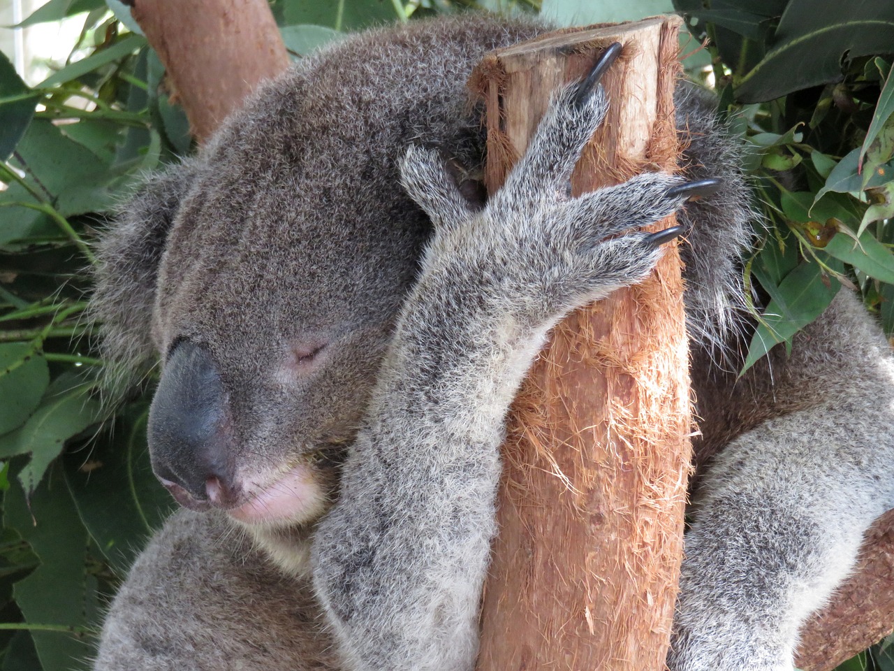 koala sleeping australia free photo