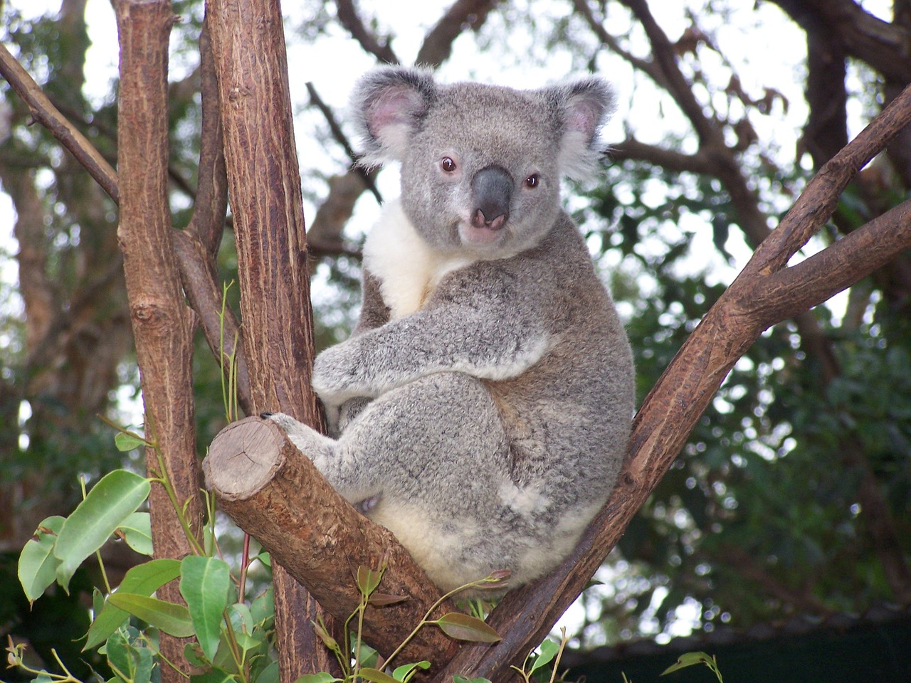 koala australian wildlife marsupial free photo