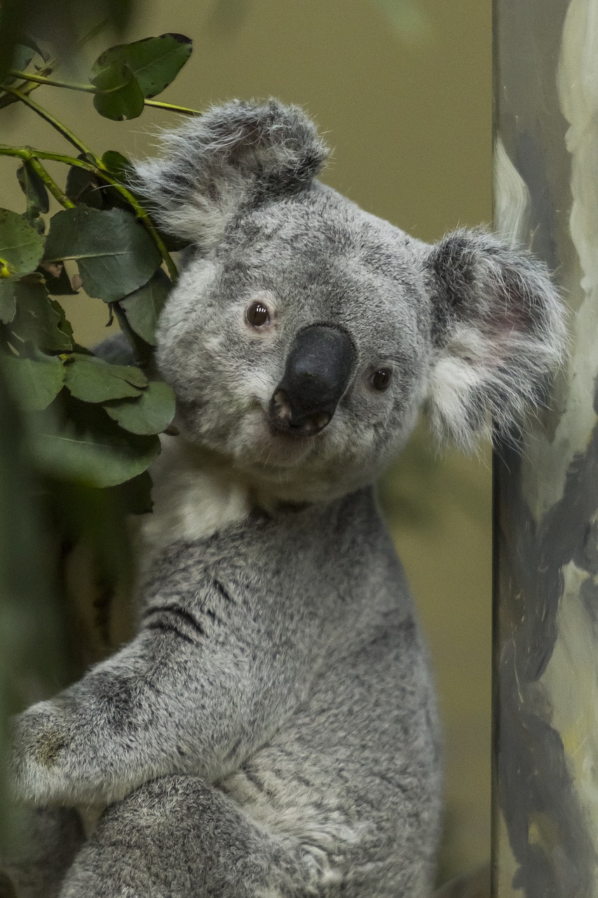 koala grey australia free photo