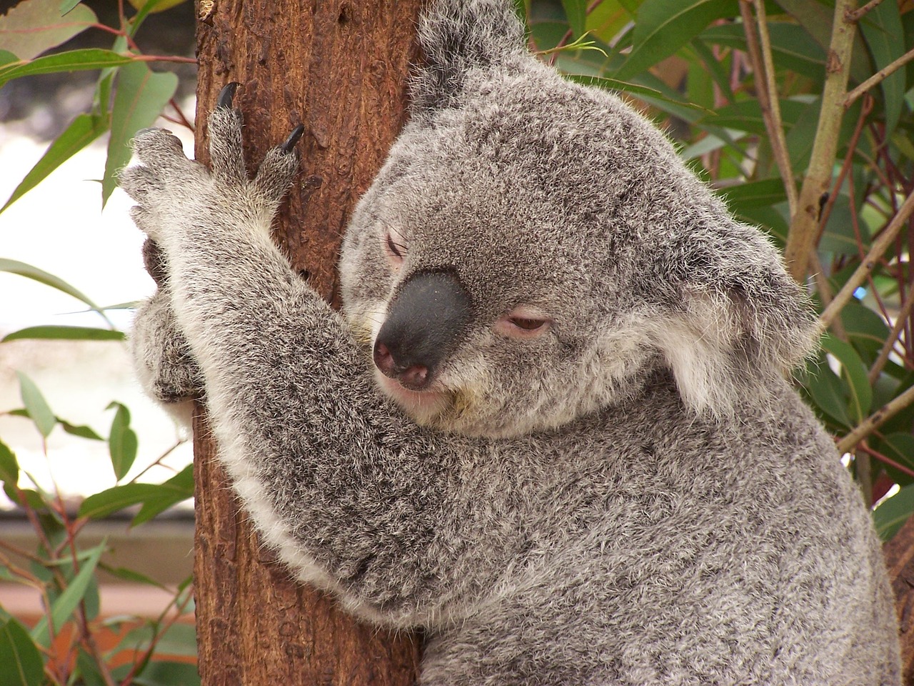 koala australia marsupial free photo