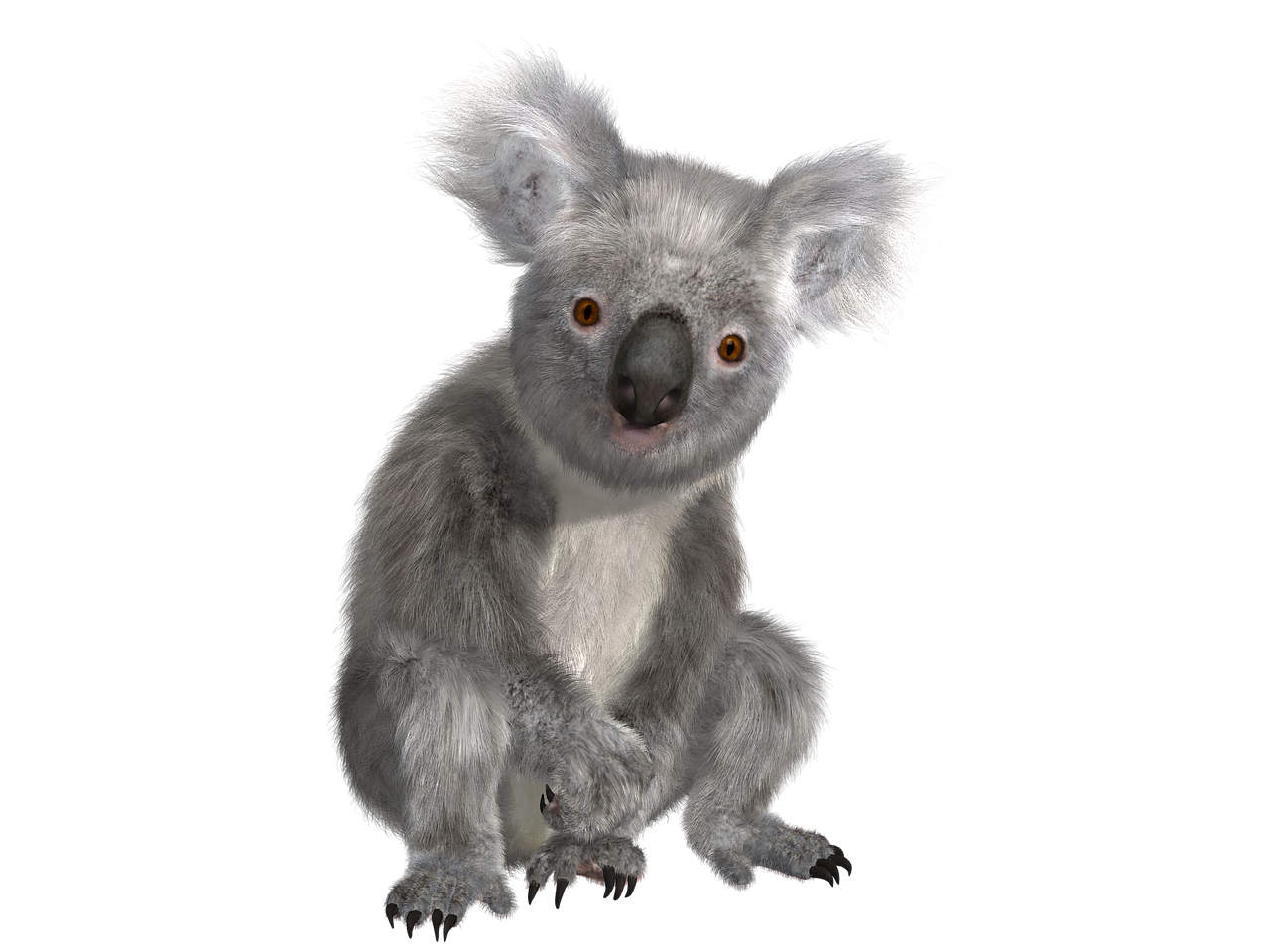 koala animal nature free photo