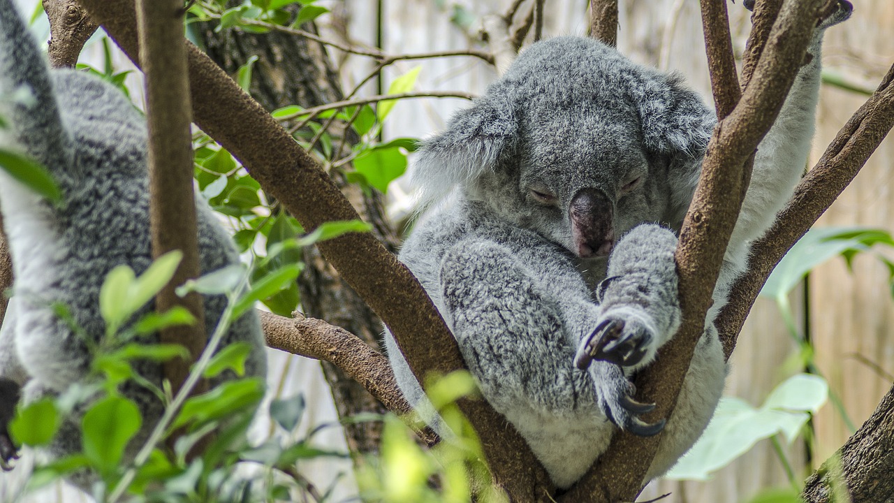 koala zoo cute free photo