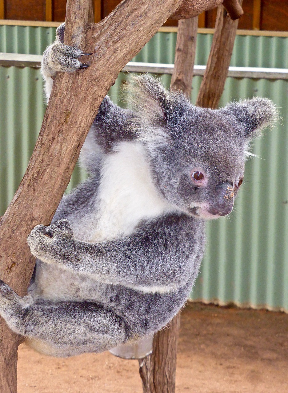 koala bear australian free photo