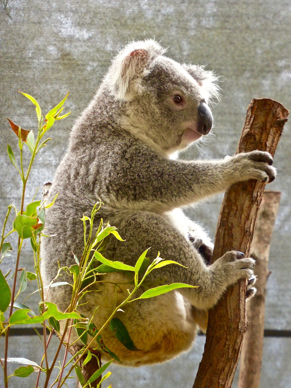 koala bear australian free photo