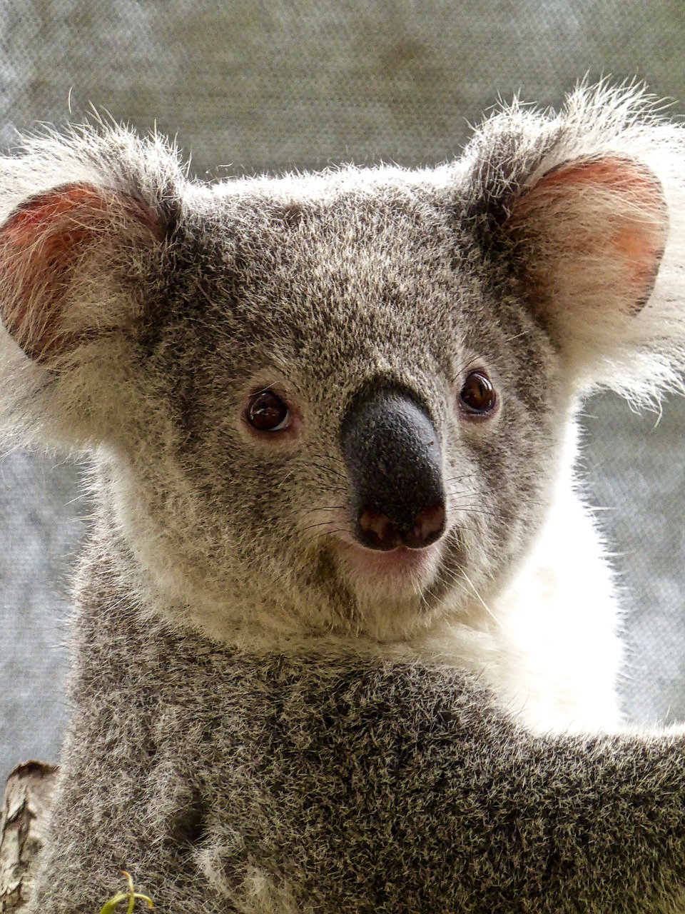 koala bear australian free photo