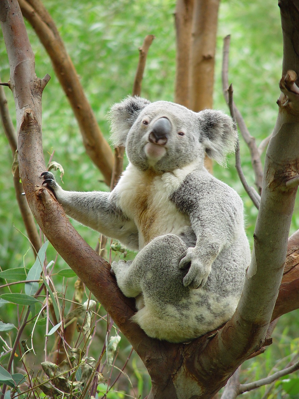 koala bear tree free photo