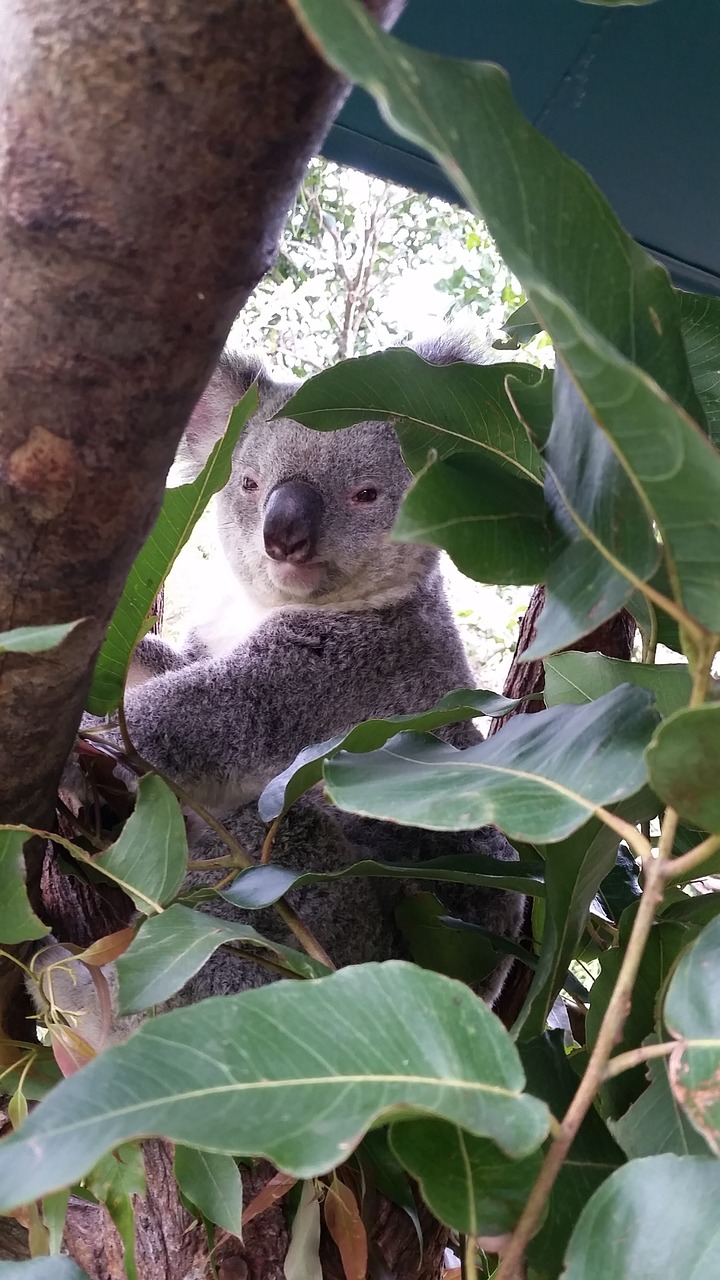 koala australia wildlife free photo